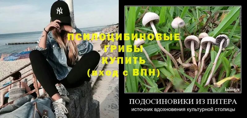 Псилоцибиновые грибы Psilocybe  купить  сайты  Орлов 